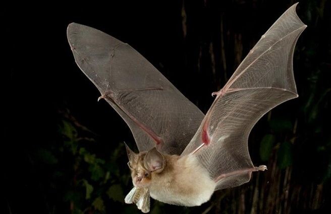 Стартовал проект по спасению самой редкой летучей мыши России