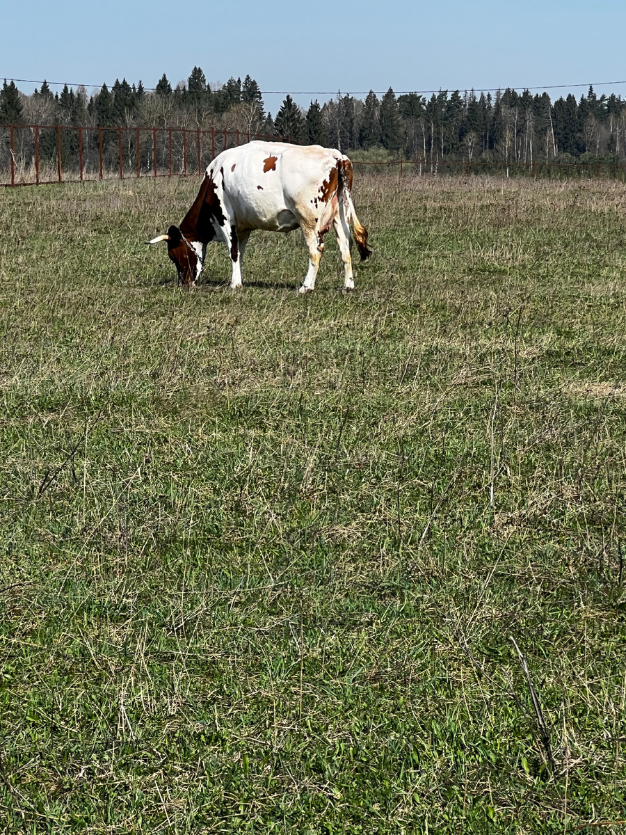 Летние прогулки