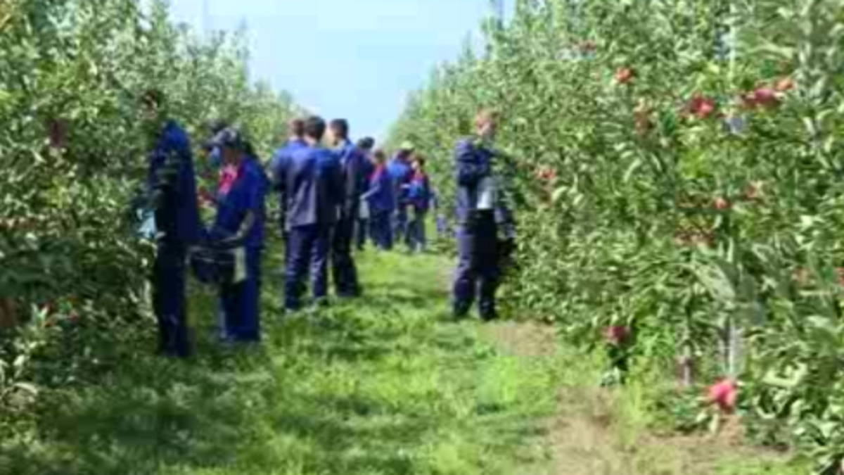    Глава Курска Евгений Маслов предложил возродить в Курске яблоневые сады