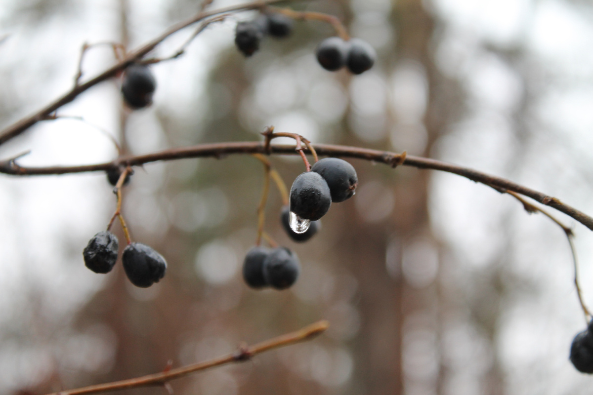 Фото сделанное мной.