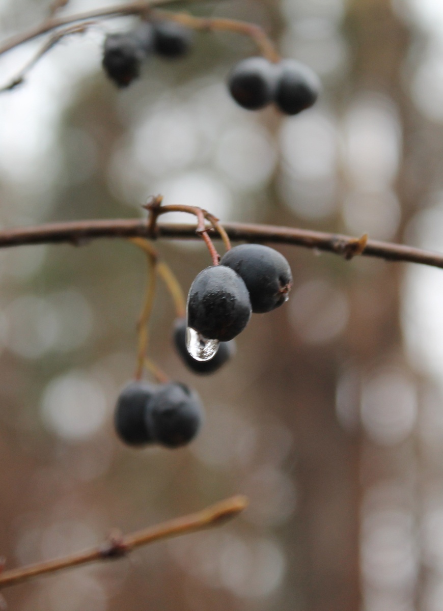 Фото сделанное мной.