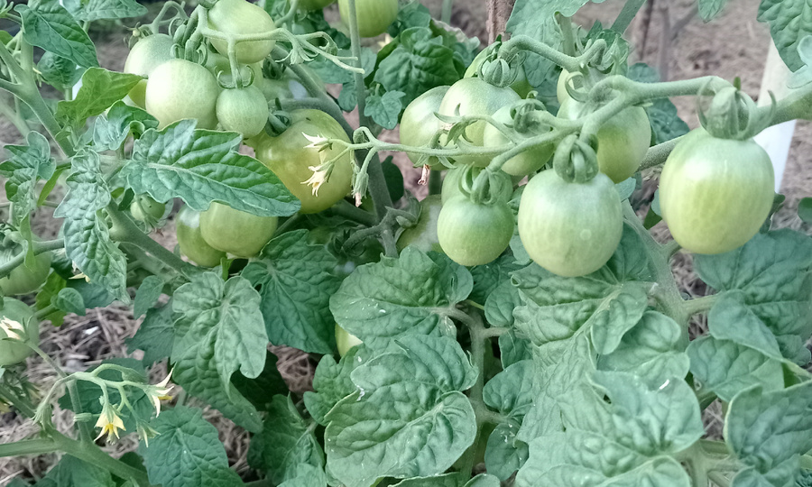 Почему ваш сад-это большой горшок. Как спасти в нем землю от исчезновения - про крайности садоводов