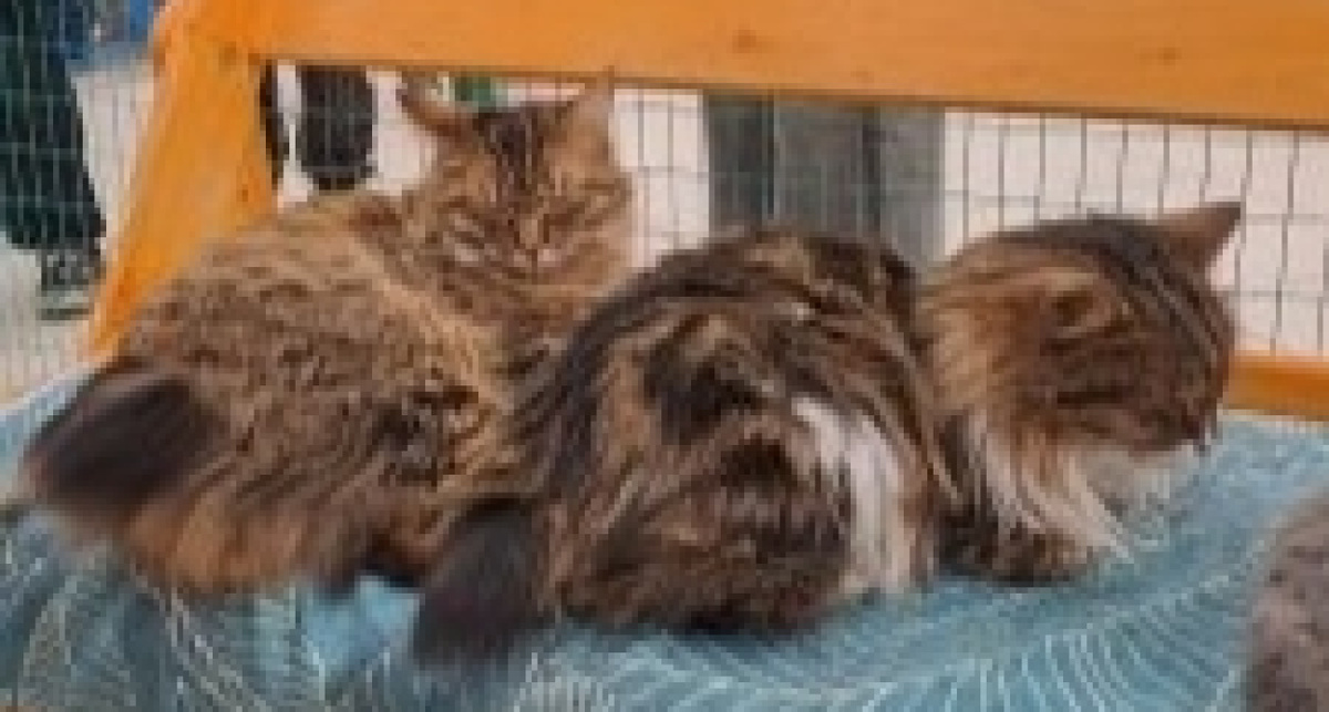    Россельхознадзор