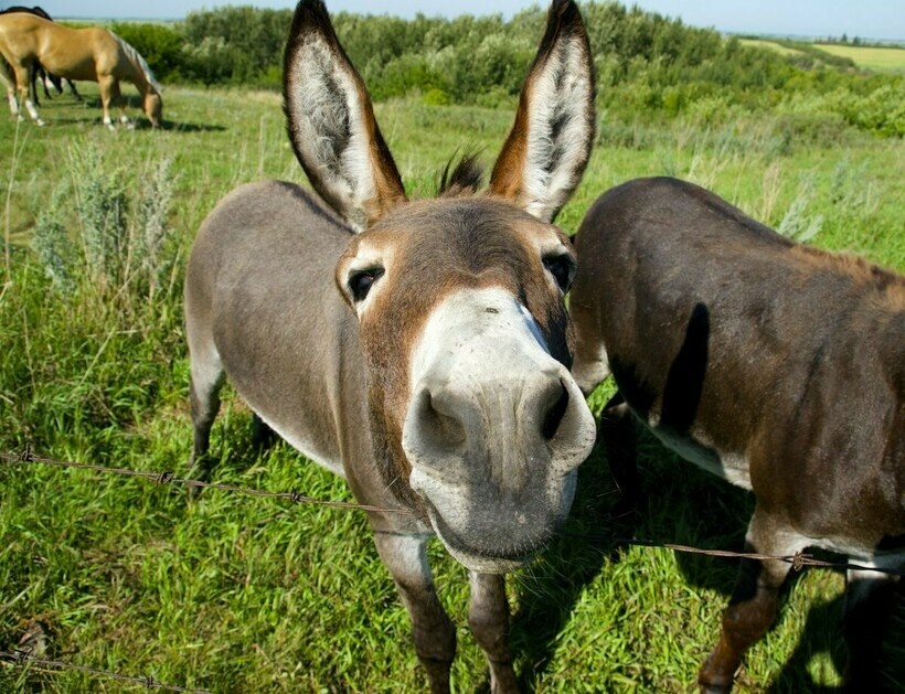 В эти глаза невозможно не влюбиться, правда?