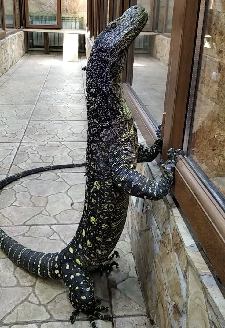 Хвост этого варана — не просто балансир, а грозное оружие.