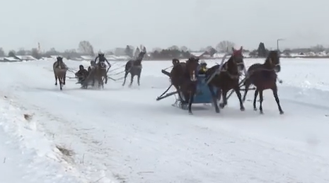     В Рыбинском округе прошли зрелищные гонки на лошадях