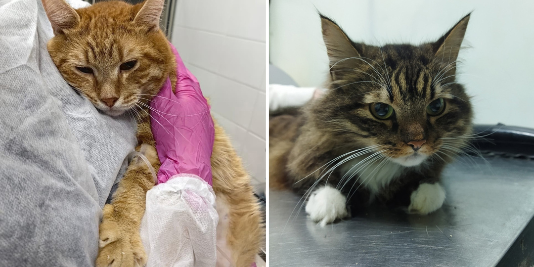 Подопечные, которым нужна помощь прямо сейчас