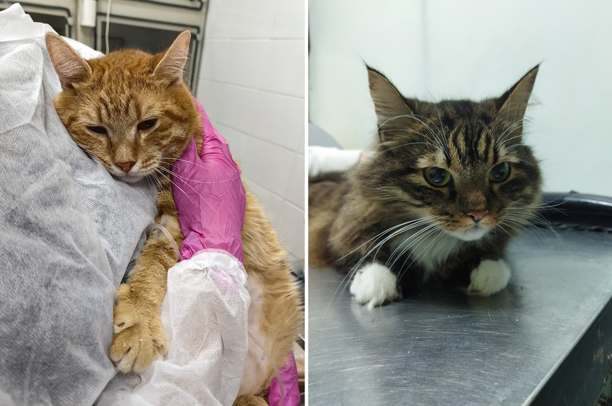 Мультяшкин и Порфирий нуждаются в нашей помощи.