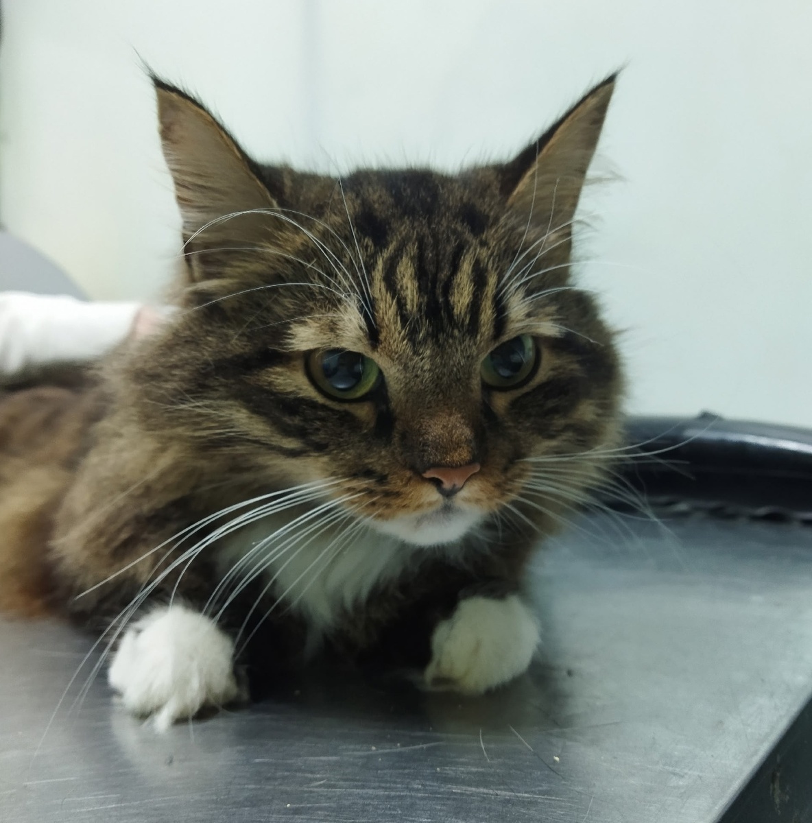 Лапочка Порфирий.