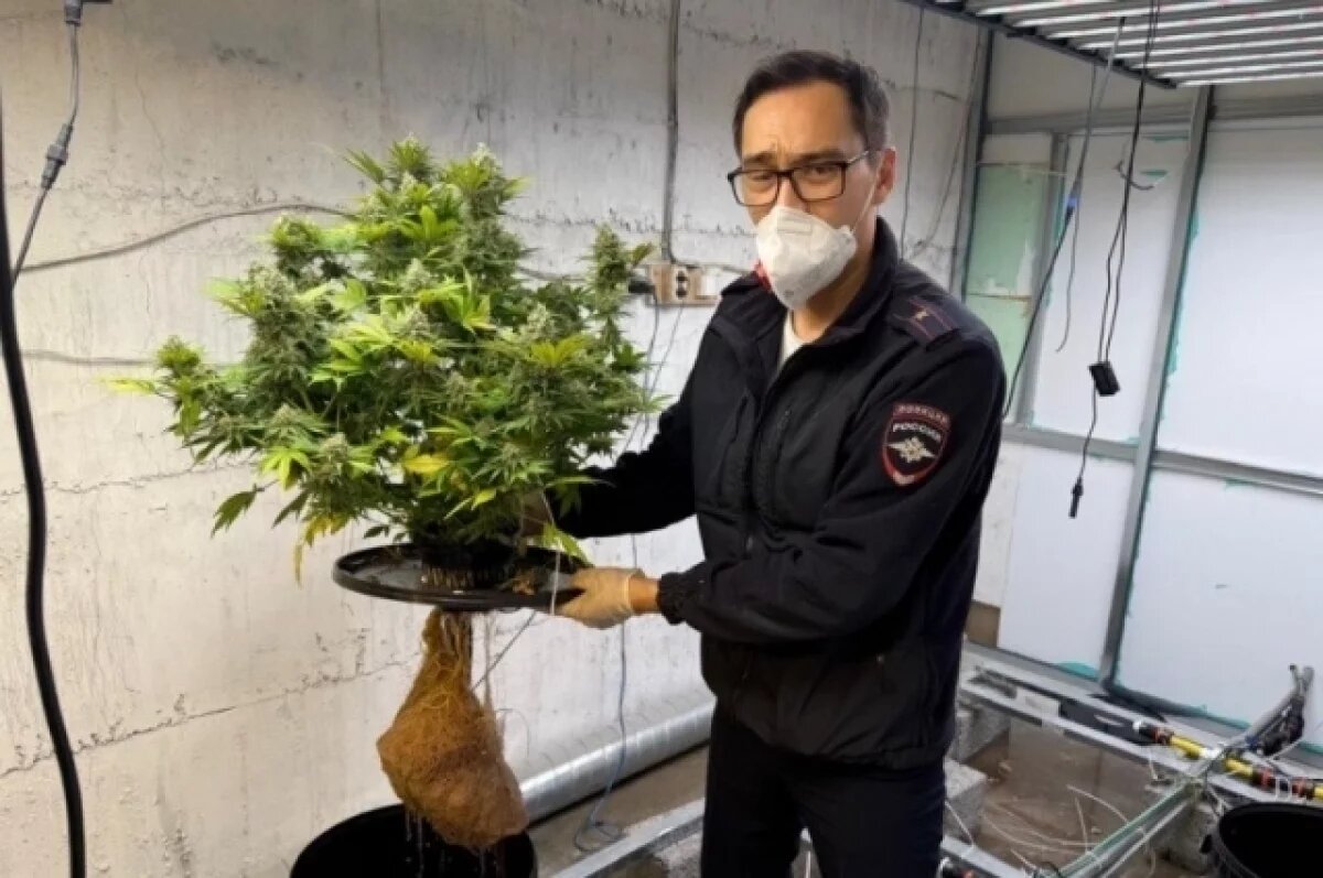    В Астраханской области полицейские нашли плантацию марихуаны