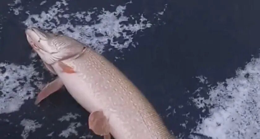 Фото: Группа ВК "Рыбалка В Кургане 45 RUS"