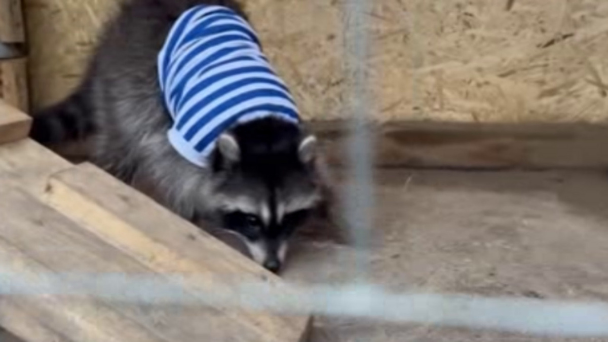    Службу с бойцами 810-ой бригады морской пехоты группировки войск "Север" на Сумском направлении несет енот