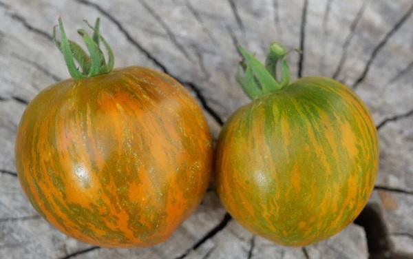 Томат Dwarf Jeremy’s Stripes