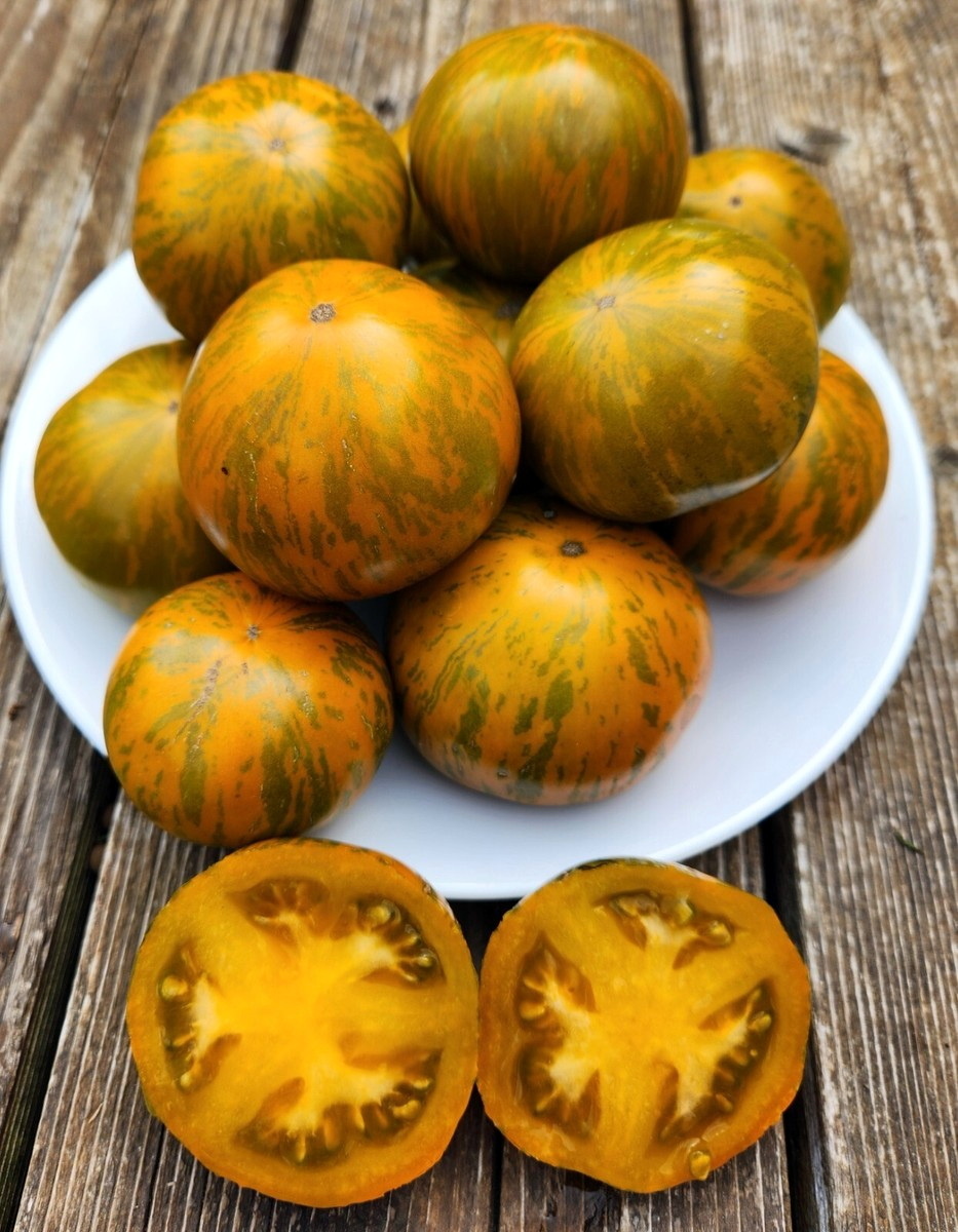 Томат Dwarf Jeremy’s Stripes