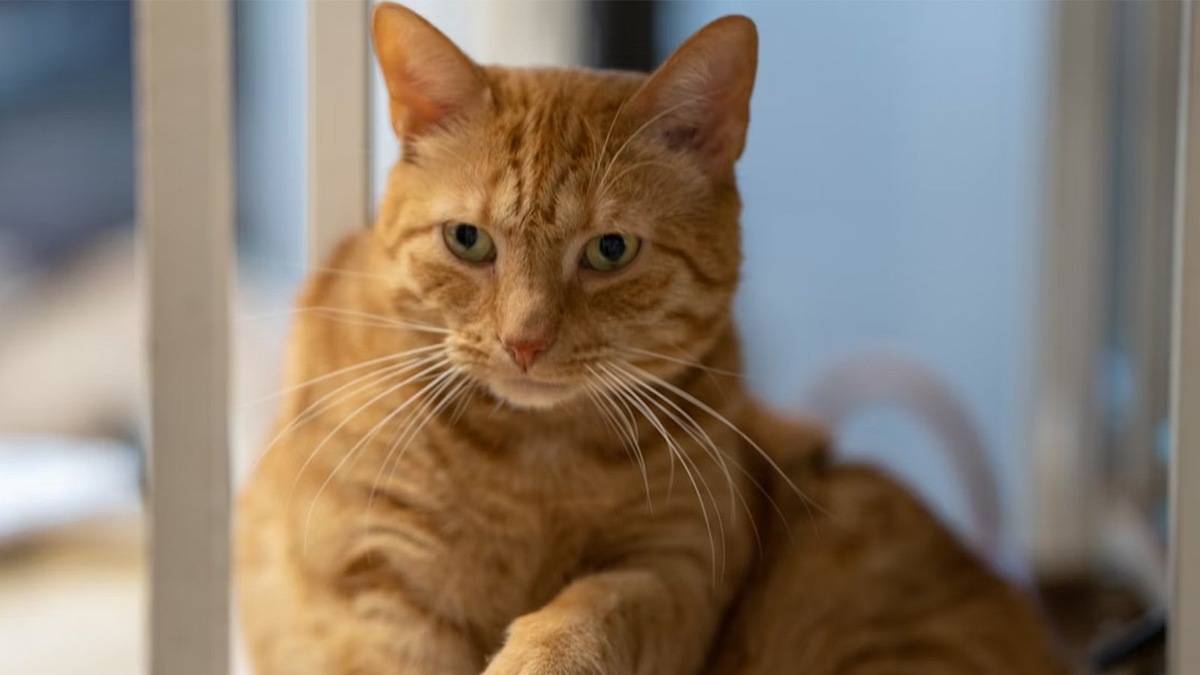    Кот, похожий на Тимофея