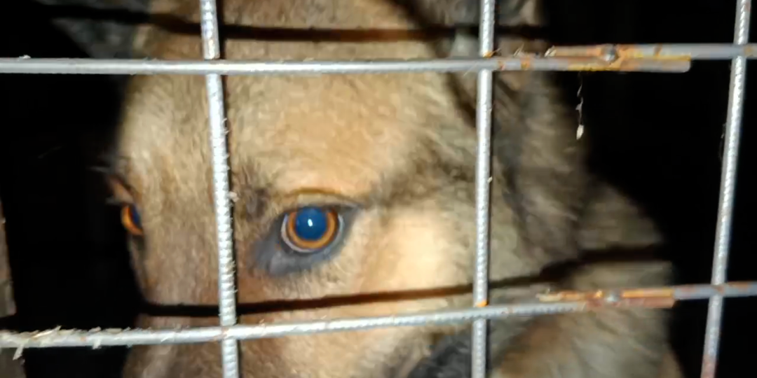 Пес рвался туда, где еще оставалась надежда на возвращение домой