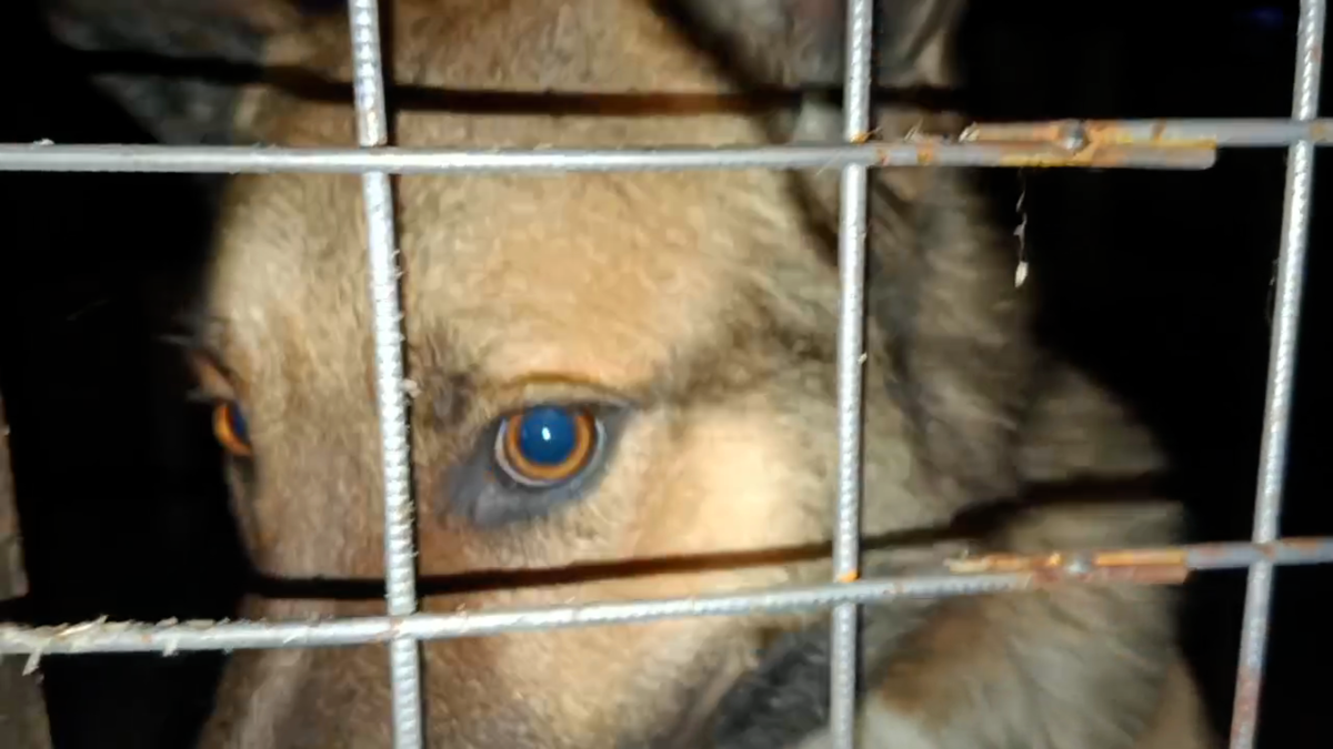 Новенький в приюте.