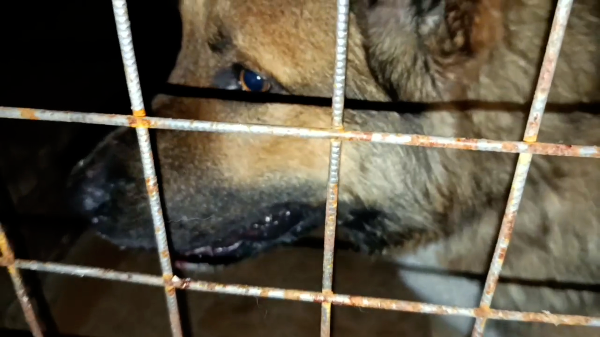 Ошейника на нем не было. Но след от ошейника был.