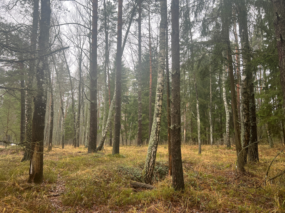  Фото автора. 30.11.25 Это не нерезкий снимок. В лесу было подобие тумана, переувлажненный воздух, конденсат.