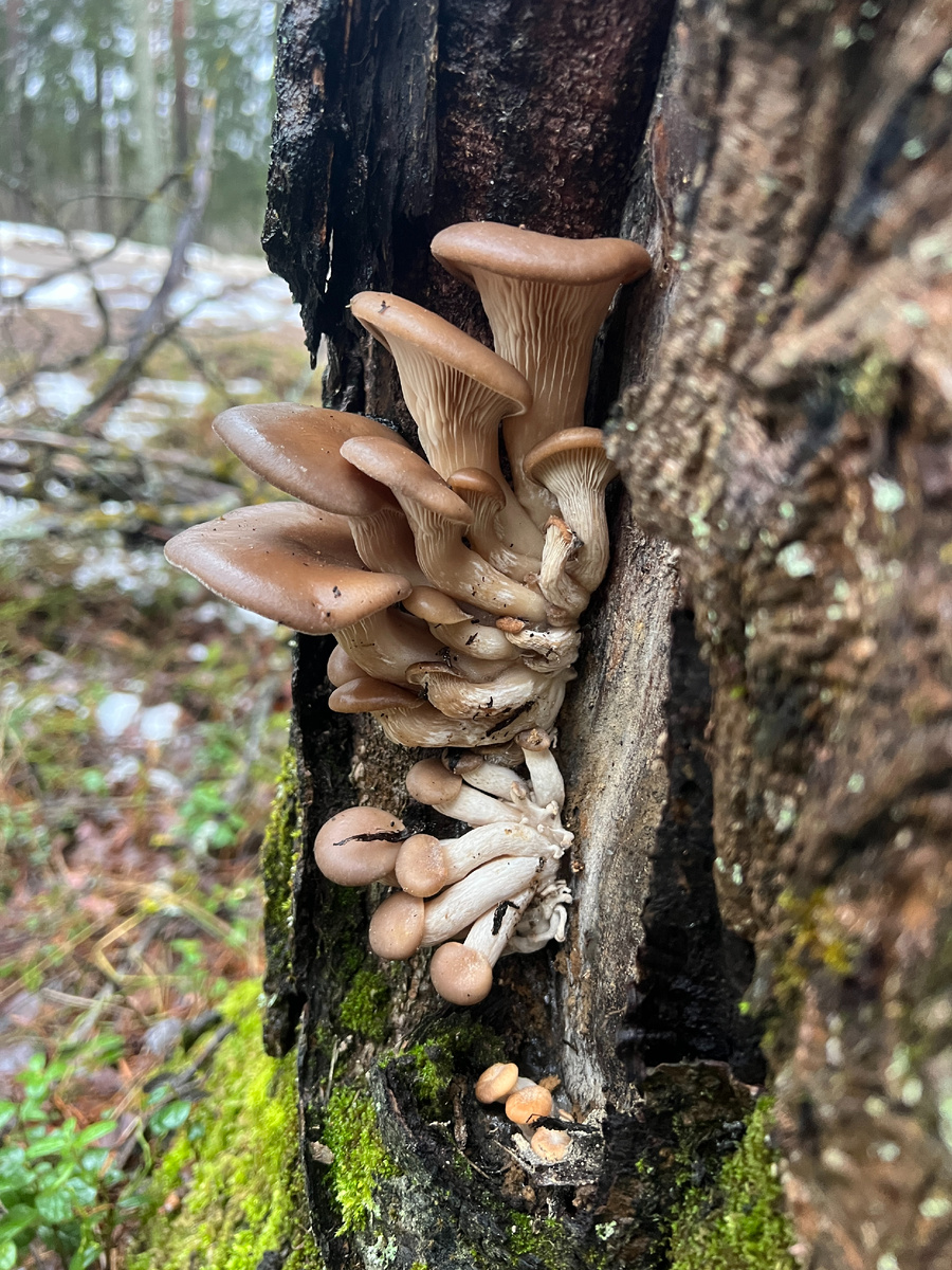 Вешенка на этой березе 18 января 2025.