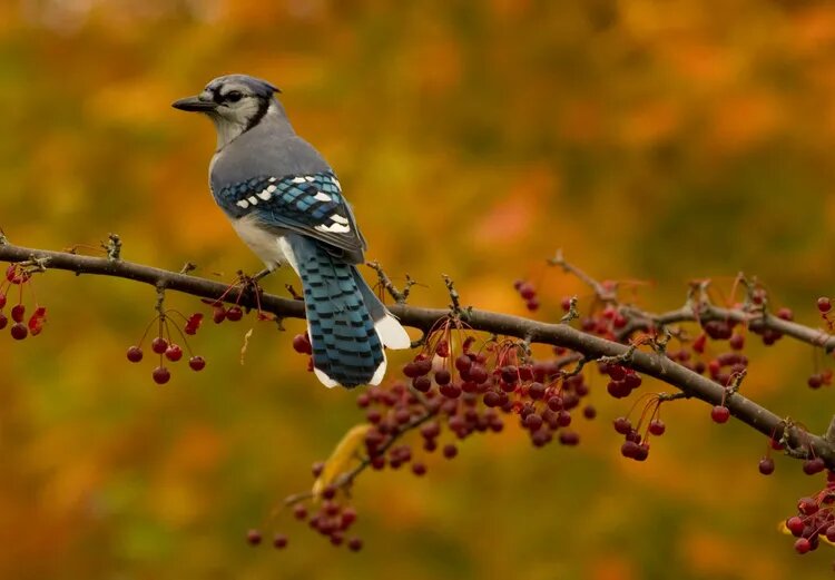 Растения, которые нравятся птицам и сделают зимний сад более оживленным
