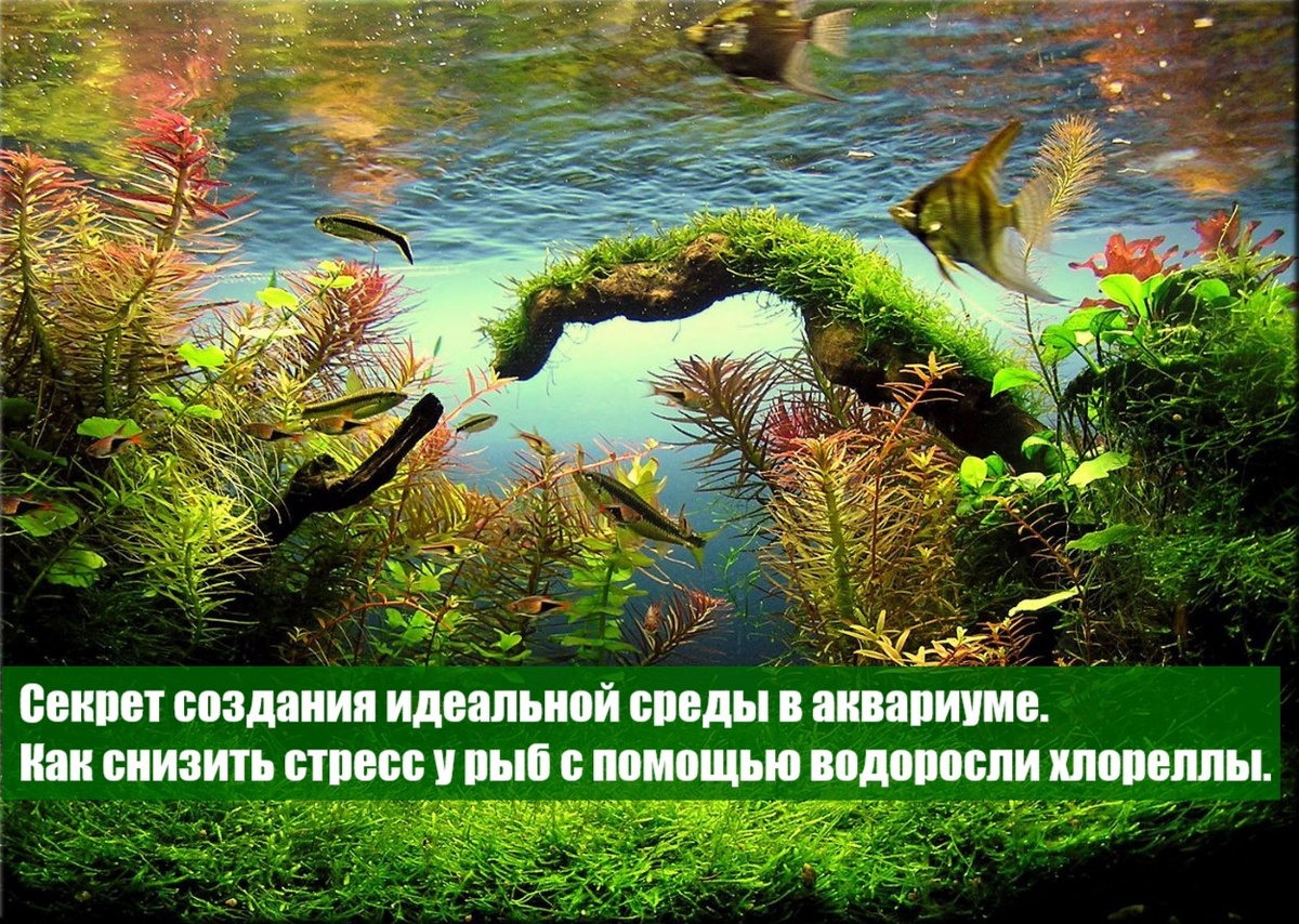 Стресс у рыб — это комплексная физиологическая и поведенческая реакция организма на воздействие неблагоприятных факторов (стрессоров), которые нарушают его гомеостаз (внутреннее равновесие). Это универсальный механизм выживания, но если стресс сильный или длительный (хронический), он приводит к истощению, болезням и гибели.