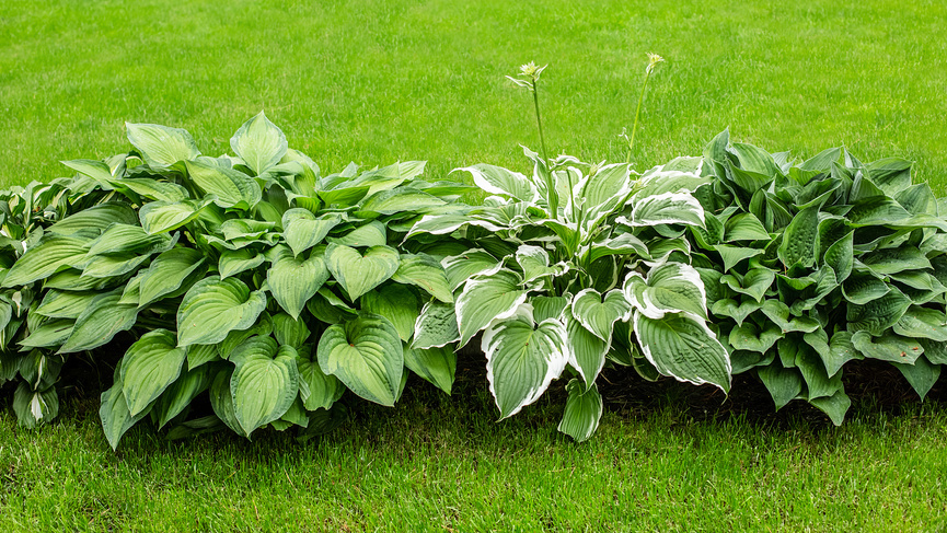 Неучет освещенности - прямой путь к гибели растений