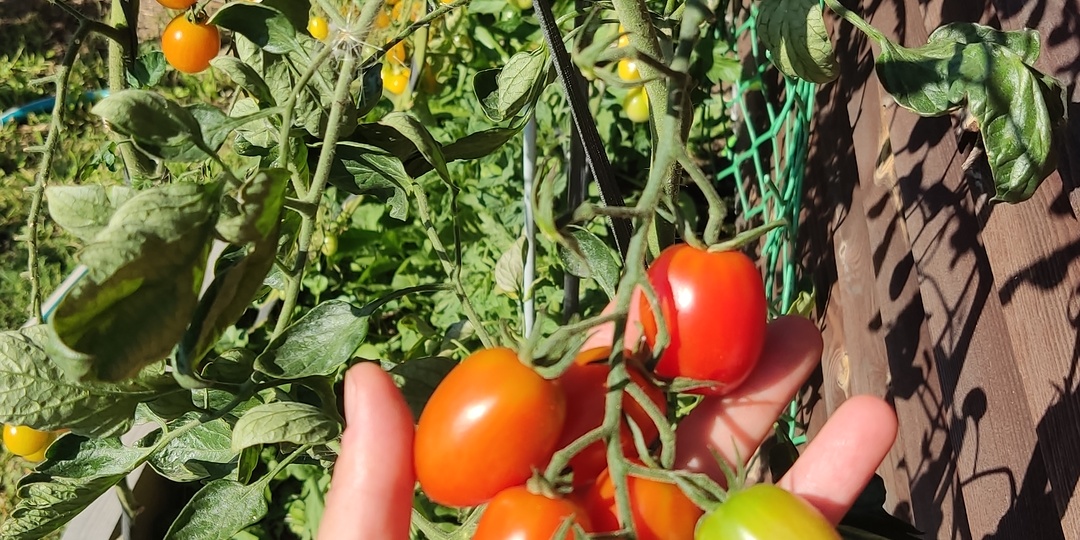 Сколько нужно томатов??