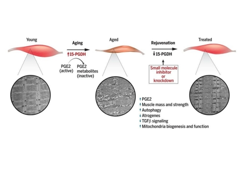 Источник изображения - med.stanford.edu