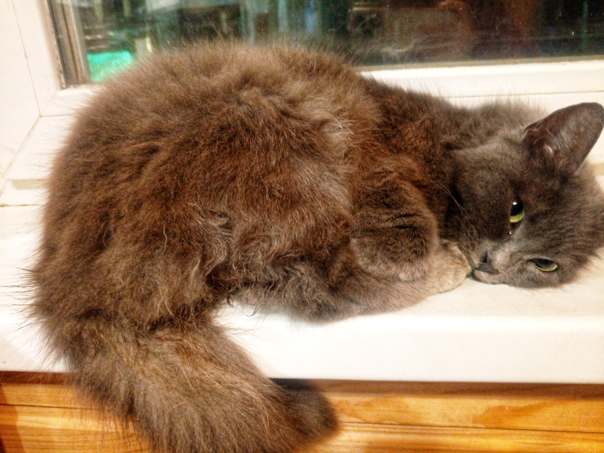 Кошачка для привлечения внимания😁