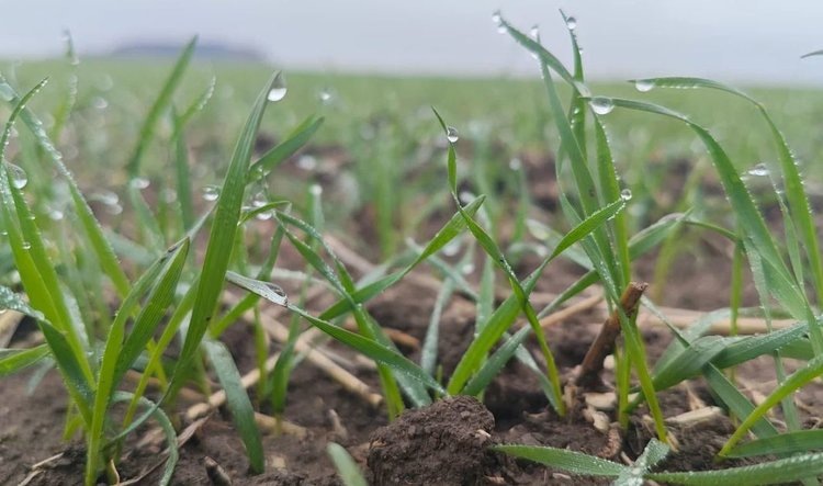    Фото: Служба по связям с общественностью филиала «Донецкий» Российского сельскохозяйственного центра