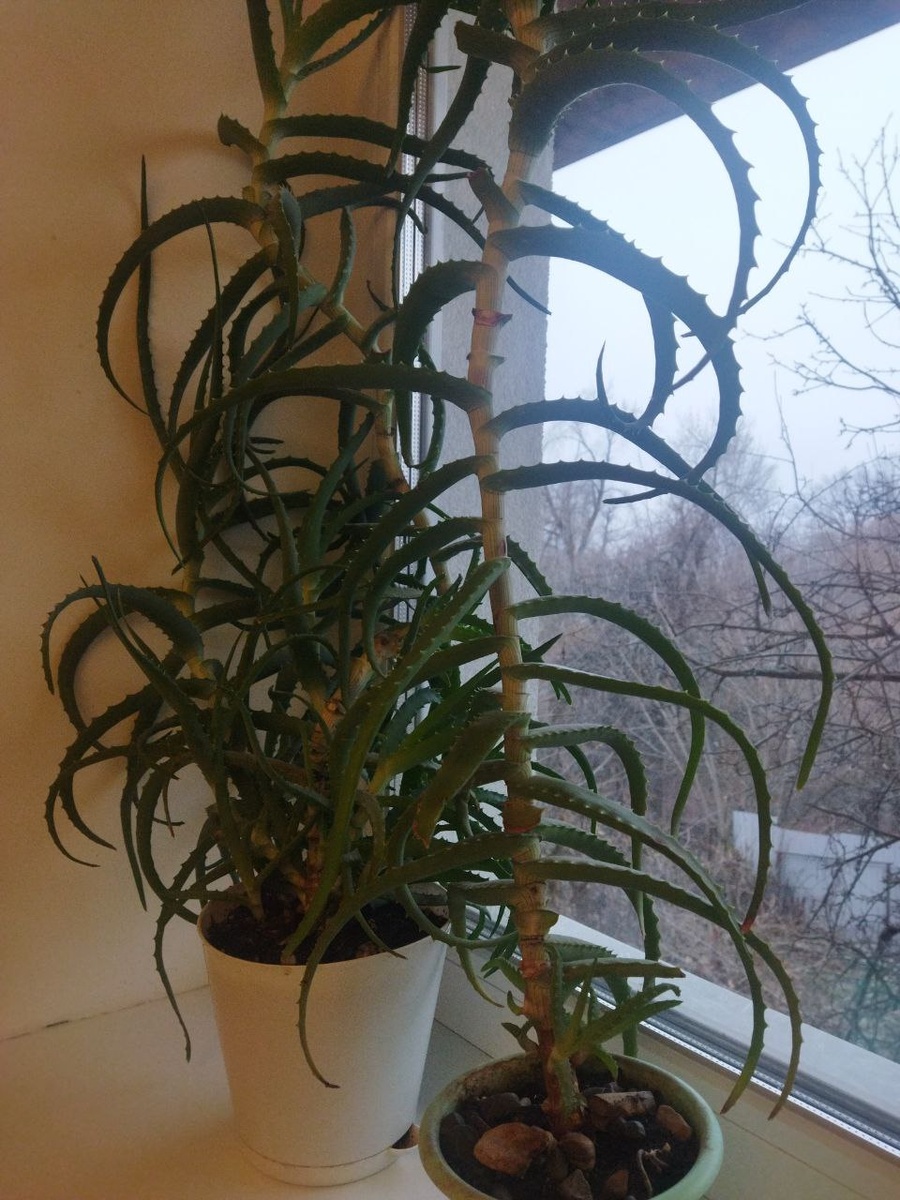 Часть моей коллекции алоэ. Это - самые взрослые растения. Возраст - более 3 лет.