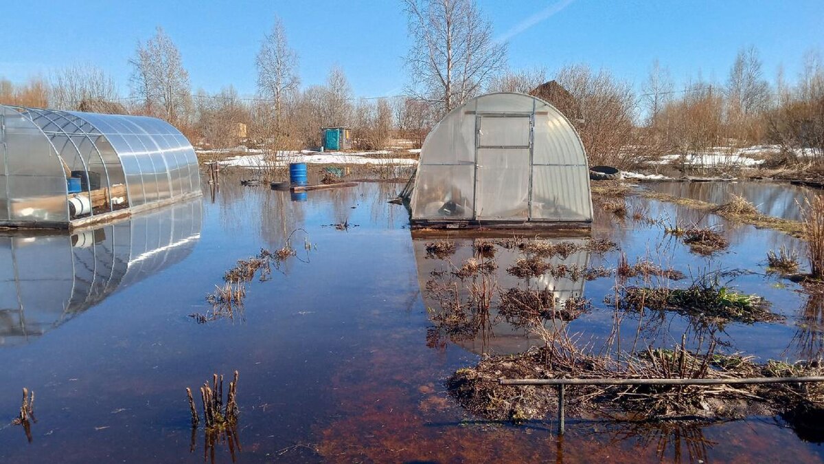 Деревья санитары-осушители: что посадить около выгребной ямы и на подтопляемых участках
