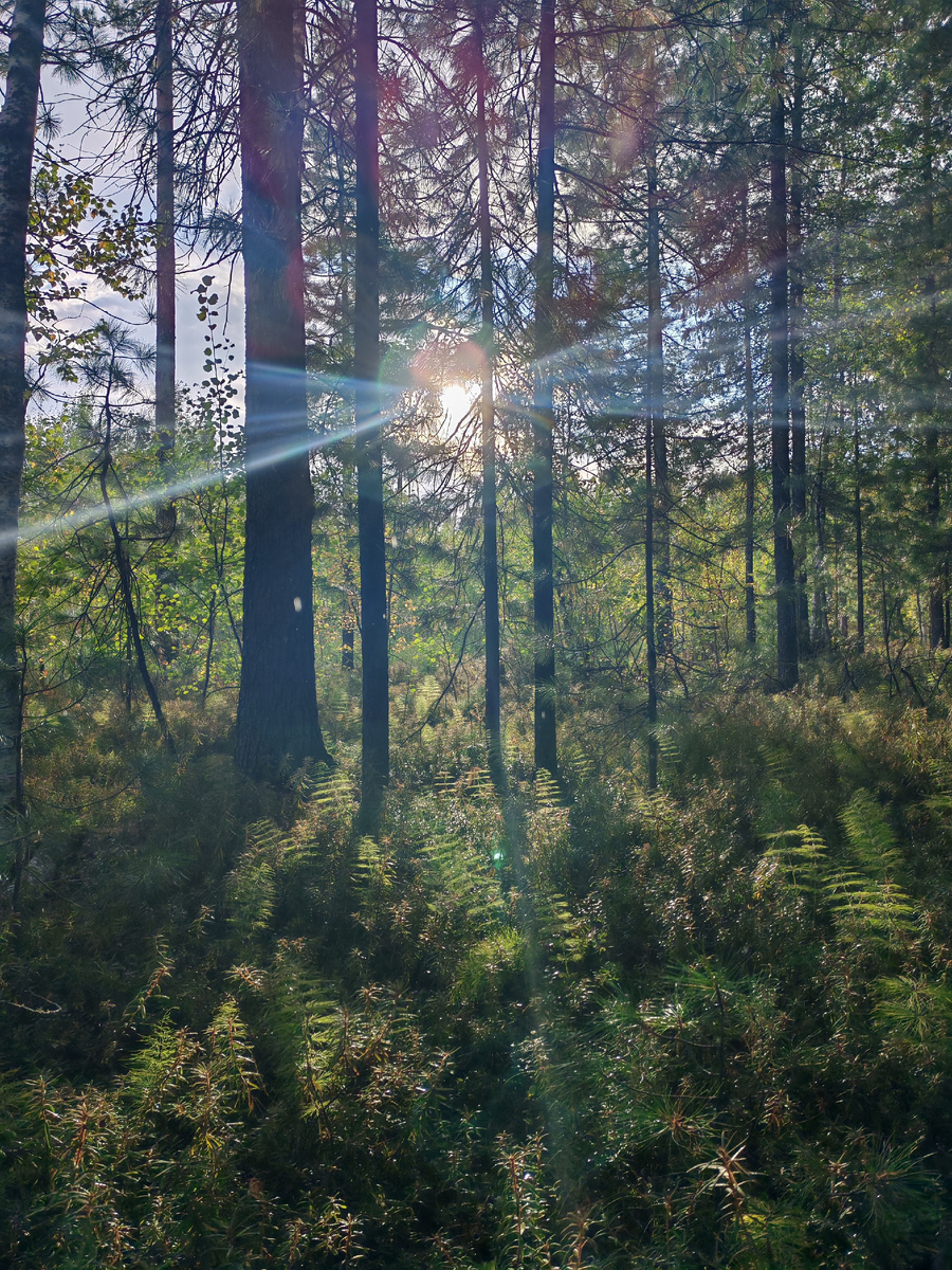 Кедровый лес ХМАО