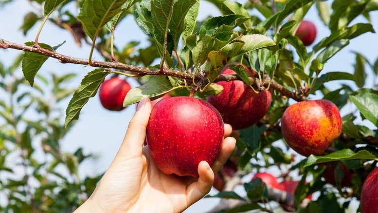 Подбираю лучшие сидераты для приствольных кругов. Плоды крупнее вдвое