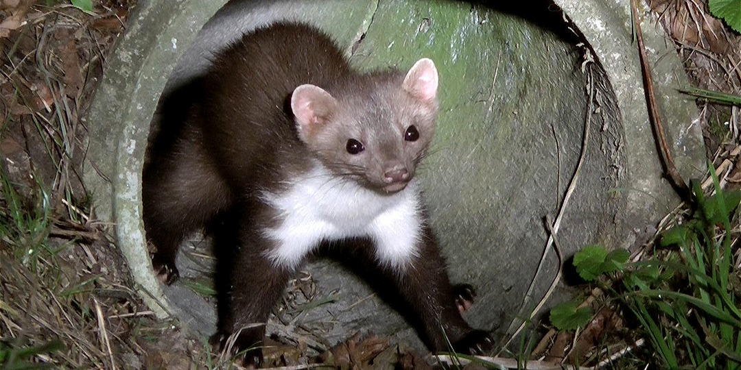 Каменная куница: Режим маньяка. Почему обычные куры в сарае вызывают у них психоз?