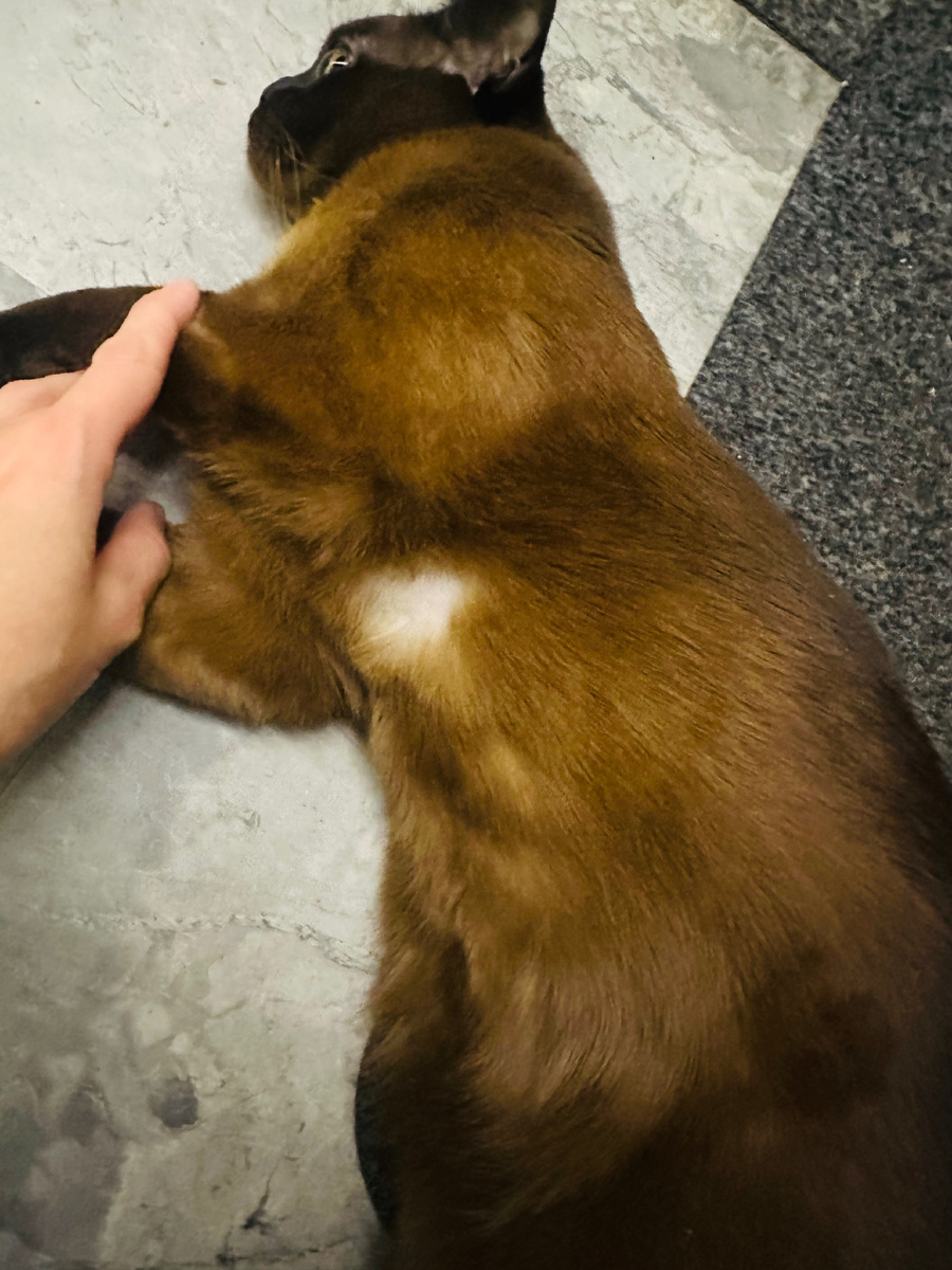 Первая сторона