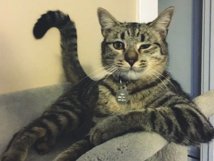 К чему приведет то, что вы балуете питомца. 6 признаков избалованной кошки