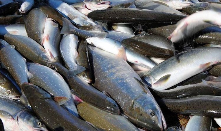    Фото: Росрыболовство