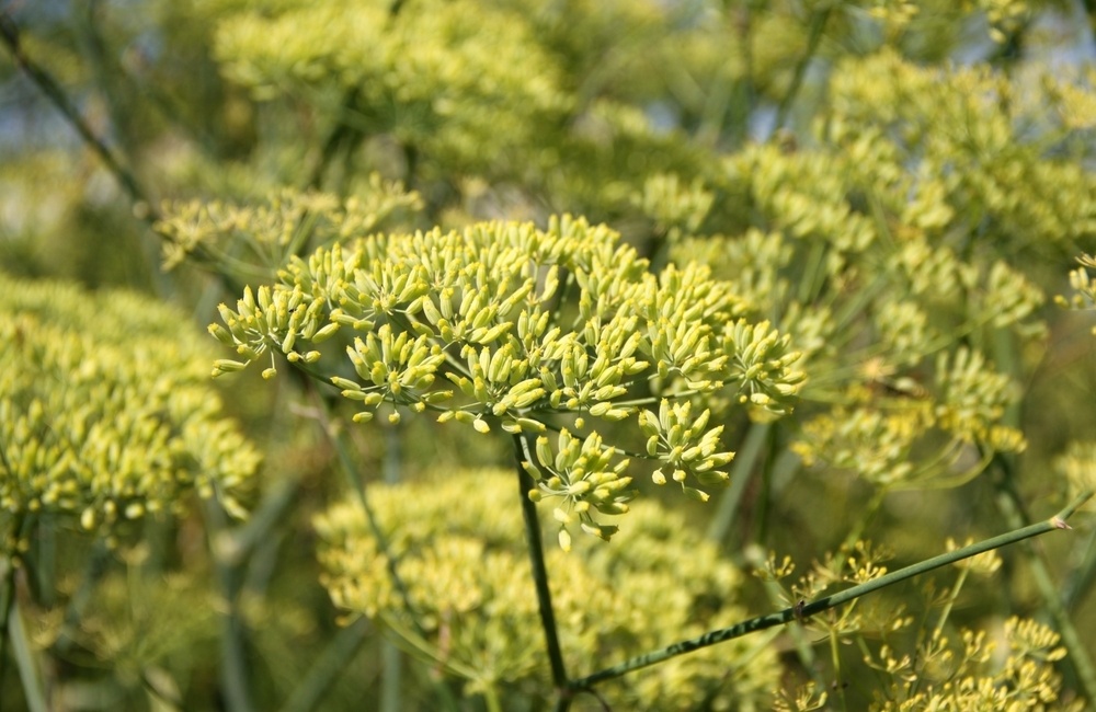    Соцветия аниса