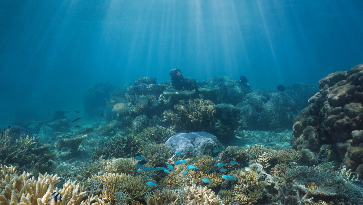     Фото: Damsea/Shutterstock/FOTODOM Жемчужные рыбы широко распространены в тропических и субтропических водах Атлантического, Тихого и Индийского океанов. Отдельные виды встречаются на значительных глубинах — до 2000 м