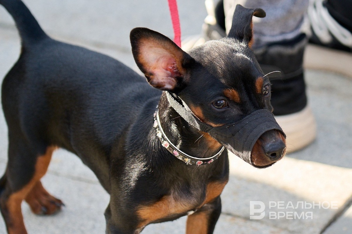   Динар Фатыхов / realnoevremya.ru