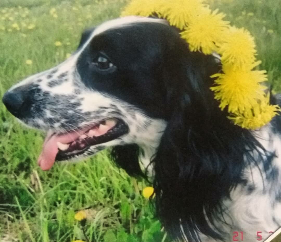 Моя собака Чара. Русский охотничий спаниель.