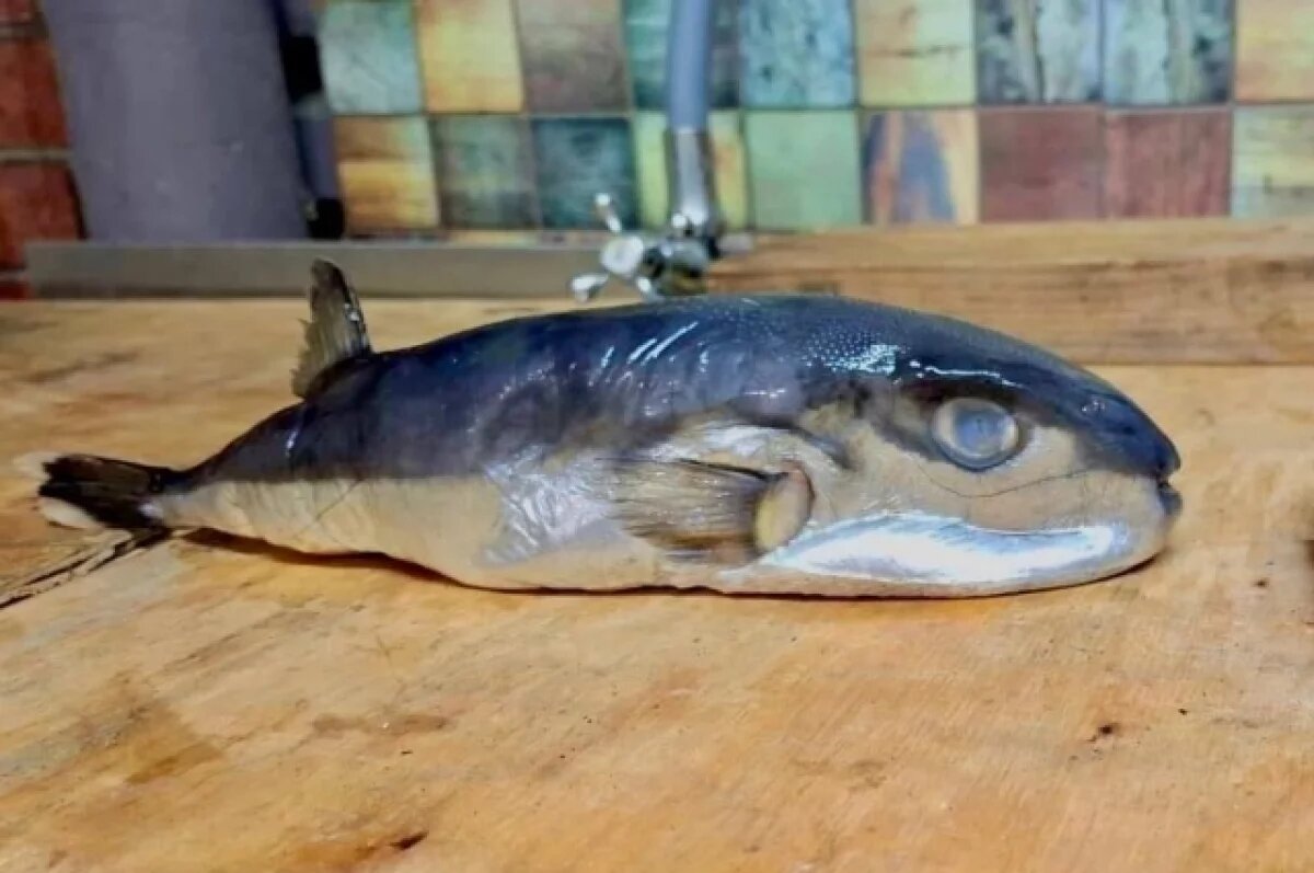    На Кубани мужчине под видом скумбрии продали ядовитого иглобрюха