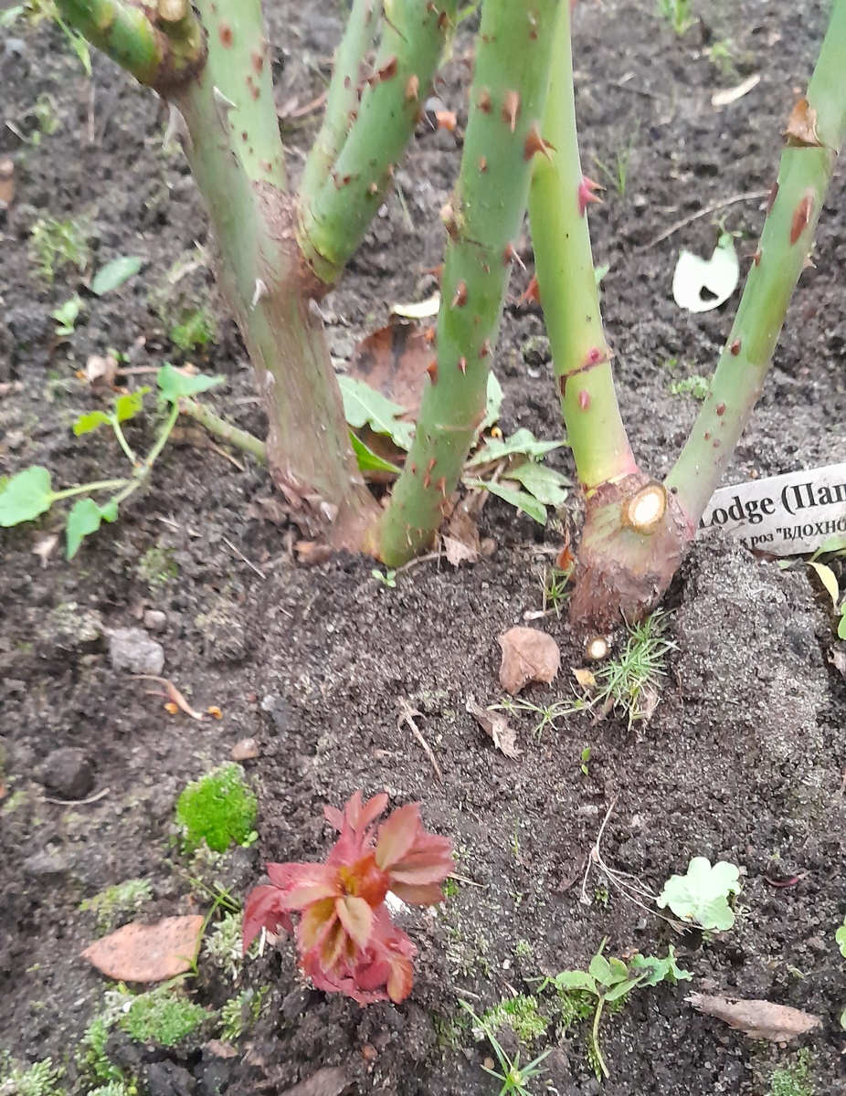 Фото от 28.10.24.