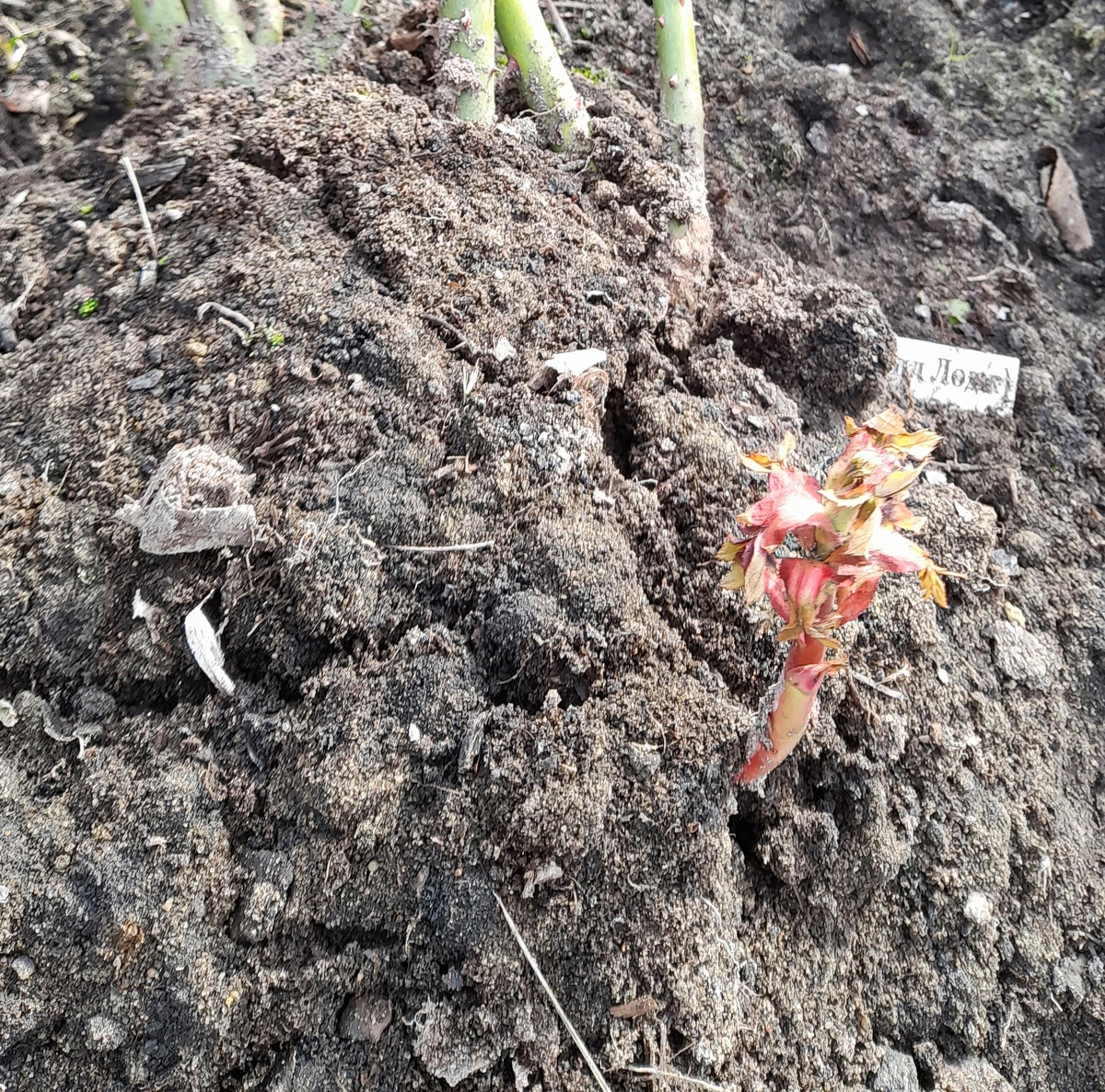 Фото от 28.3.25.