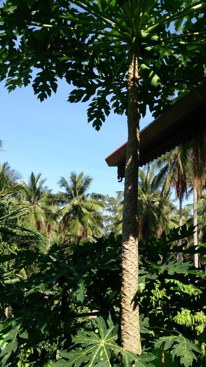 Тайский дом - Блогер в 60+ | Евгения Бровкина