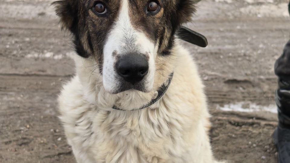 В глазах - страх, в животике - щенки, всё тельце - ковёр из клещей!