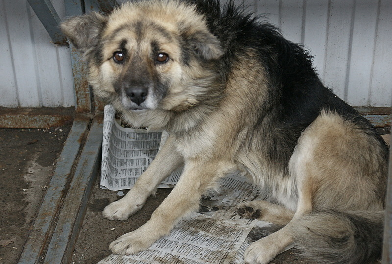 Как облаяли психолога, врача и педагога