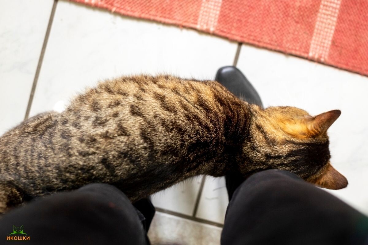 Кошка трётся о ноги 